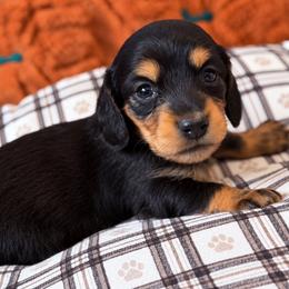 Maple - Black and tan female Dachshund puppy in Salem, Oregon from Longdox Mini Dachshunds