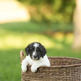 Lavender - Tri-color female Bernedoodle puppy in Delta, Pennsylvania from KEE Bernedoodles
