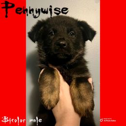 Pennywise - Bi-color male German Shepherd puppy in Lewisburg, Kentucky from RED’s German Shepherds