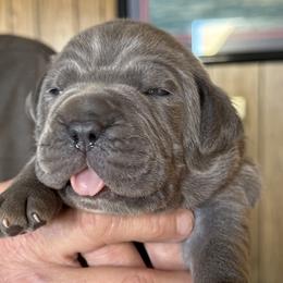 Boy 1 - Gray male Cane Corso puppy in Las Vegas, Nevada from Campo Cane Corso