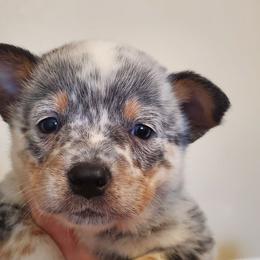 Ear patch plain face - Blue mottled female Australian Cattle Dog puppy in Lenoir, North Carolina from Blue Coyote Ranch