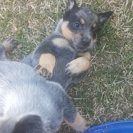 Australian Cattle Dog Puppies from LoveAHeeler