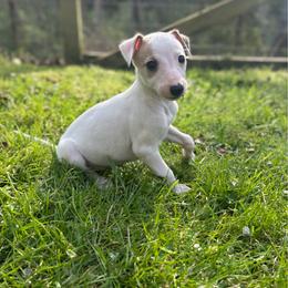 Angel - White and fawn female Whippet puppy in Oneida, Tennessee from Saving Grace