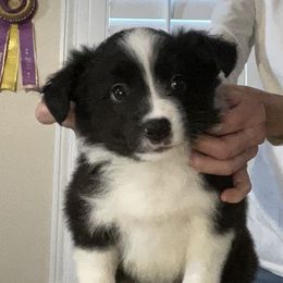 Girl 1 - Black Border Collie puppy in New Market, Alabama from Kensington Border Collies