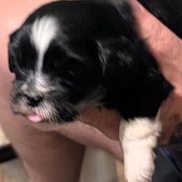 Joy - Black female Lhasa Apso puppy in Fort Worth, Texas from Cynthia's Lhasa Apsos