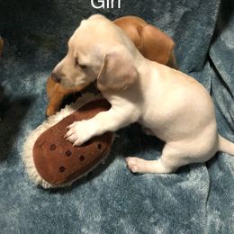 Dachshund Puppies from Robbins nest