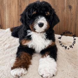 Lily - Tri-color female Bernedoodle puppy in Ashton, Idaho from Kerr Kanine Ranch