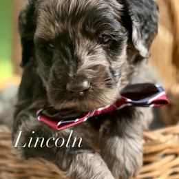Blue Collar - Merle male Goldendoodle puppy in Murfreesboro, Tennessee from Cherry Lane Farm Doodles