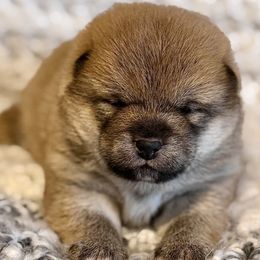 Trixie - Red female Shiba Inu puppy in Trenton, Nebraska from Prairie Shibas