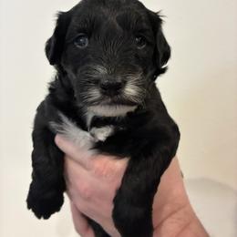 Sweetie - Black and white female Aussiedoodle puppy in Elk, Washington from James Ruby Farms