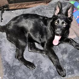German Shepherd Puppies from KVA Shepherds