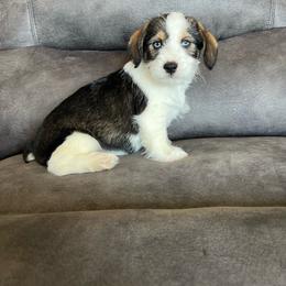 Pembroke Welsh Corgi puppies from Johnson Family Paws