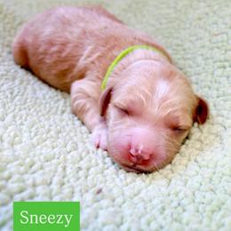 Sneezy - Apricot male Goldendoodle puppy in Stockton, California from Port City Doodles