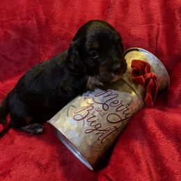 Duke - Black and tan Dachshund puppy in Glen Saint Mary, Florida from 🍯 Honey Pot Dachshunds 🐾