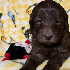 Lily - Parchment Australian Cobberdog puppy in Sarasota, Florida from Labe's Australian Cobberdogs