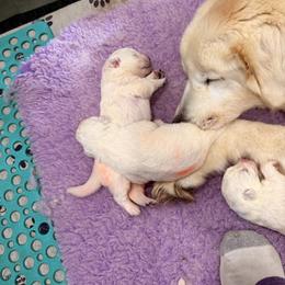 Girl 1 - White female Maremma Sheepdog puppy in Kings County, California from Prancing Pony Farm Maremma Sheepdogs