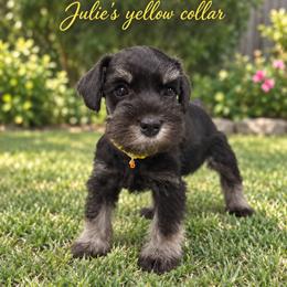 Miniature Schnauzer Puppies from Phoenix Ranch