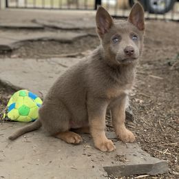 German Shepherd Puppies from Dream Works German Shepherds