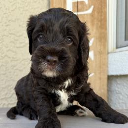 Girl 3 - Chocolate female Australian Labradoodle puppy in Sacramento, California from Delta Breeze Labradoodles