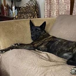 Dutch Shepherds from Dutch Den