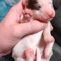 CKC shaded red piebald - Piebald male Dachshund puppy in Springdale, Washington from TNT MINI DACHSHUNDS
