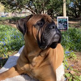 Indiana  - Bullmastiff