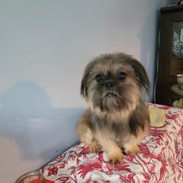 Sebastian - Brindle male Shih Tzu puppy in Cartersville, Georgia from 100 Acre Woods Shih Tzu Plantation