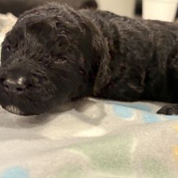 Goldendoodle and Poodle Puppies from Southern Stroll Poodles & Doodles