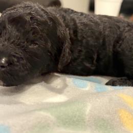 Goldendoodle and Poodle Puppies from Southern Stroll Poodles & Doodles