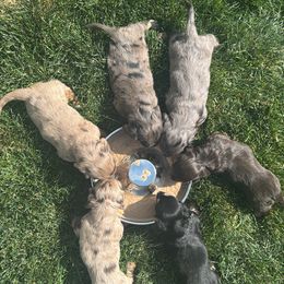 Dachshund Puppies from Gem State Mini Dachshunds