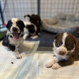 Border Collie Puppies from RSR Border collies