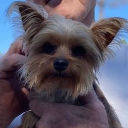 Pomeranians and Yorkshire Terriers from Chasing Rainbows Yorkies