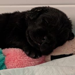 Puppy1 - Black male Labrador Retriever puppy in Hendersonville, Tennessee from High Altitude Labradors