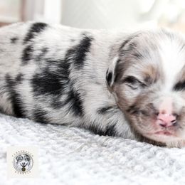 Miniature Australian Shepherd Puppies from Yarborough Kennels