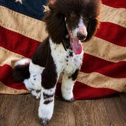 Yuki - Poodle