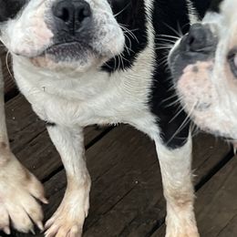 Boston Terriers and Pugs from Brenda's Puppies