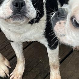 Boston Terriers and Pugs from Brenda's Puppies