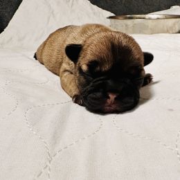 French Bulldog Puppies from 3D Frenchies LLC