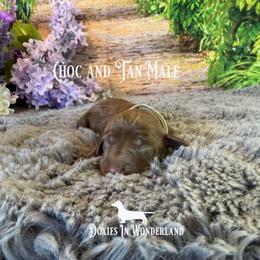 Choc and Tan Male - Chocolate and tan male Dachshund puppy in Rainier, Oregon from Doxies in Wonderland