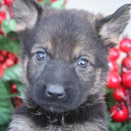 1595 Full DDR East German Female - Sable female German Shepherd puppy in Newville Al, Alabama from Triple S DDR German Shepherds