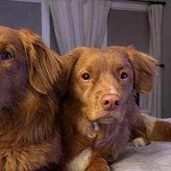 Nova Scotia Duck Tolling Retrievers from Saltwater Kennels