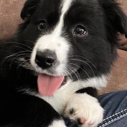 Miniature Australian Shepherd Puppies from Highland Hills Mini Aussies