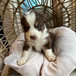 Liam - Red merle male Australian Shepherd puppy in Grants Pass, Oregon from Carmel Mountain Aussies