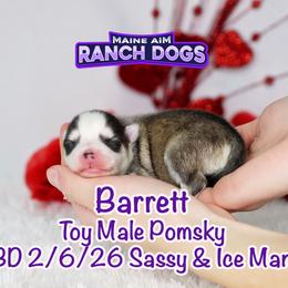Barrett - Silver and white male Pomsky puppy in Humeston, Iowa from M.A.R. Dogs