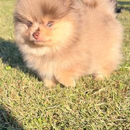 Alvin - Chocolate merle male Pomeranian puppy in Scottsburg, Virginia from Summer Set Poms