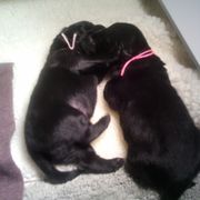 Flat-Coated Retriever Puppies from Beacon's Flat-Coated Retrievers