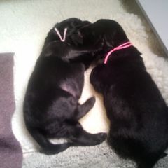 Flat-Coated Retriever Puppies from Beacon's Flat-Coated Retrievers