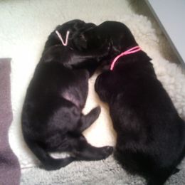 Flat-Coated Retriever Puppies from Beacon's Flat-Coated Retrievers