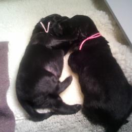 Flat-Coated Retriever Puppies from Beacon's Flat-Coated Retrievers