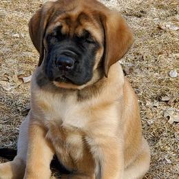 Mastiffs from Lakeside Mastiffs of Minnesota